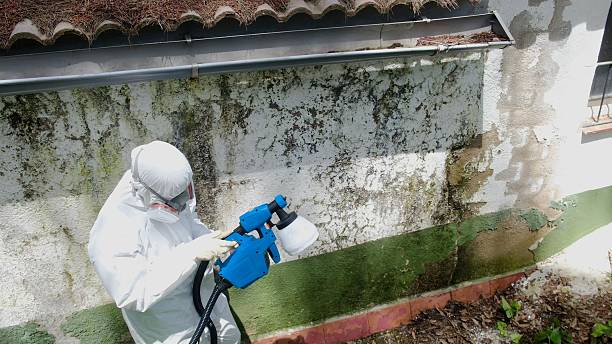 Top rated local Crawl Space Mold Remediation specialists in Thompson's Station, TN